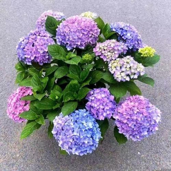 【带花发货】绣球花盆栽无尽夏绣球八仙花苗地栽庭院大苗四季耐寒