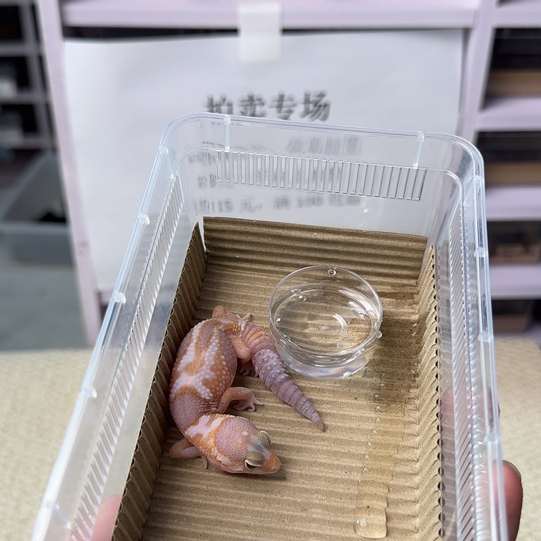 肥尾守宫奶橘妹妹