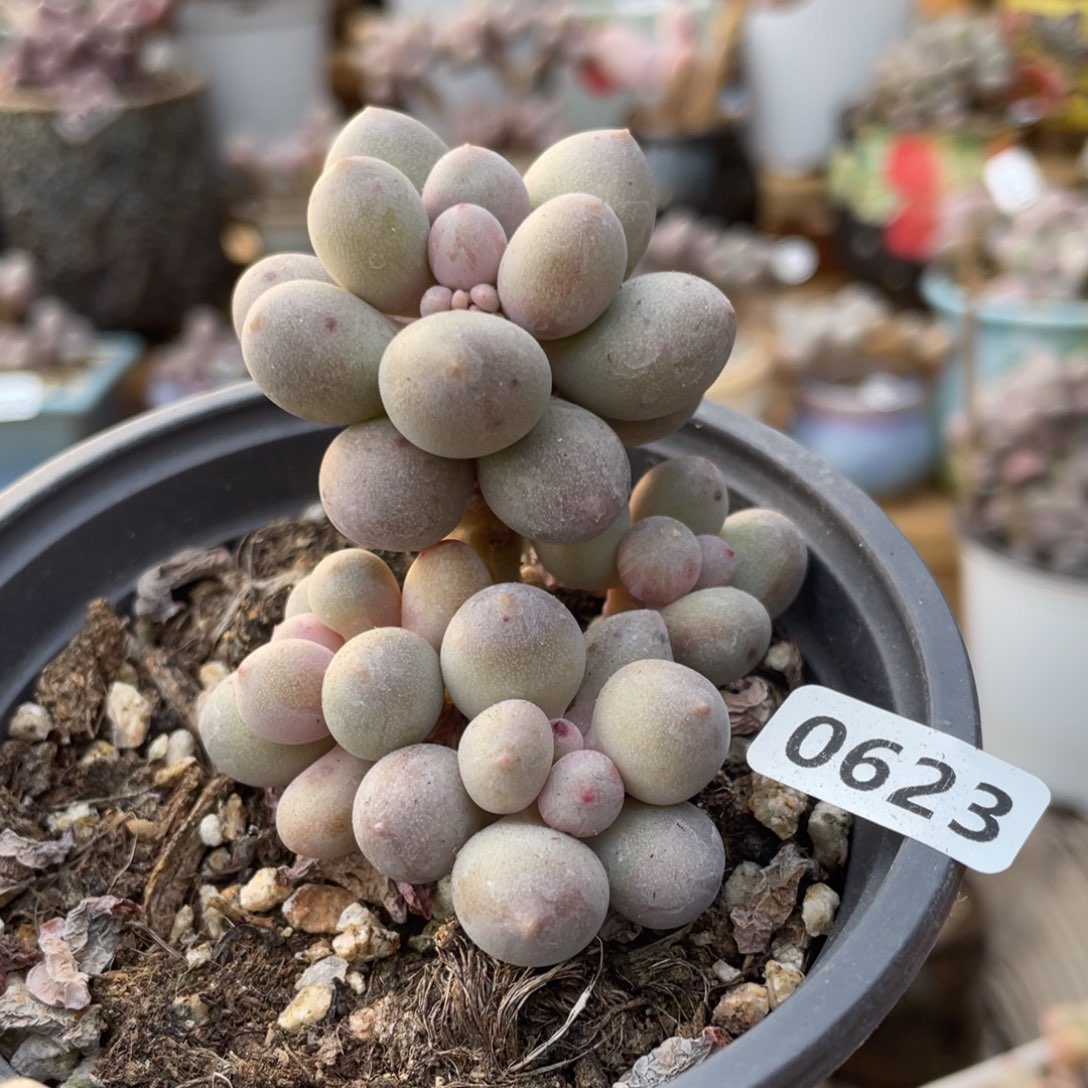 仙子奶酪多肉植物