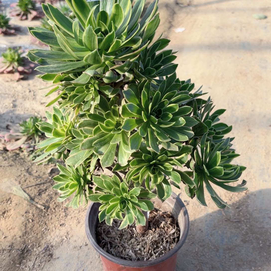 W.   8581虞姬多肉