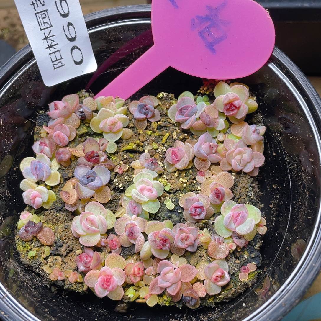 量拍多肉植物多肉植物661