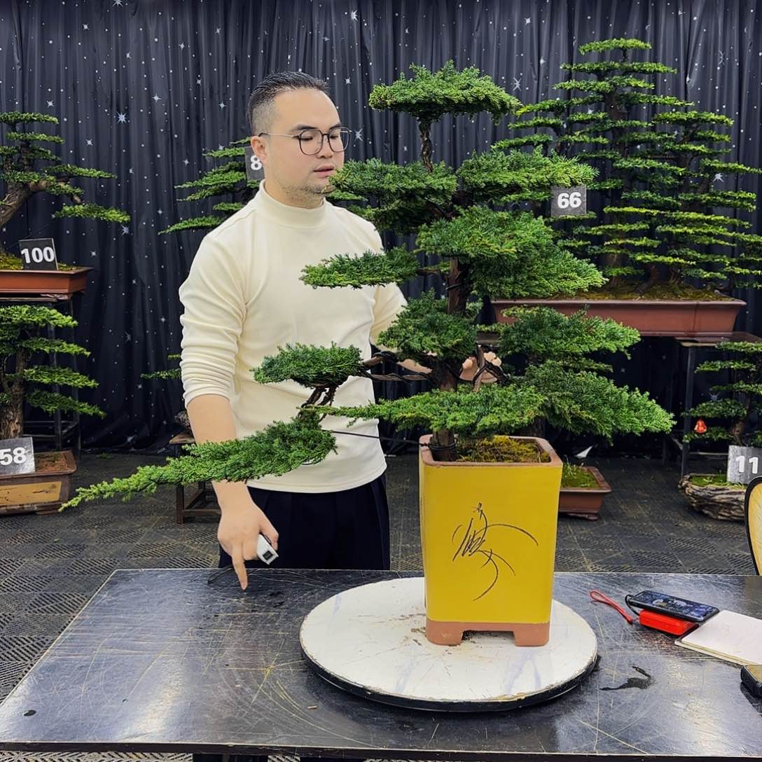 龙爪松高端造型盆景