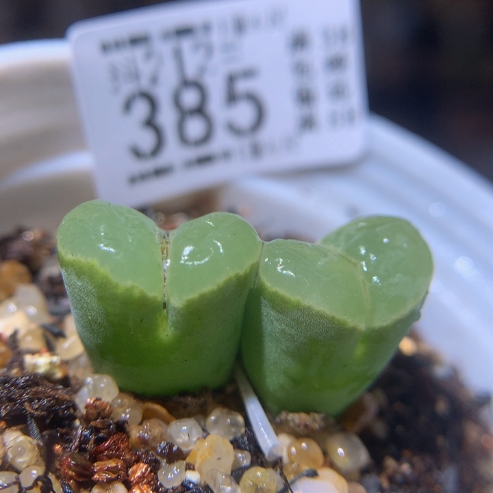 精品生生花212.385