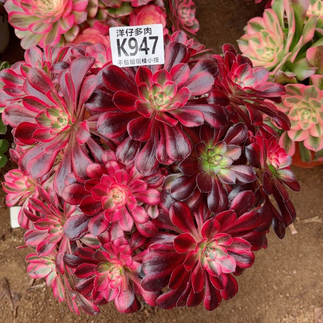 947香耐尔  冠幅30左右