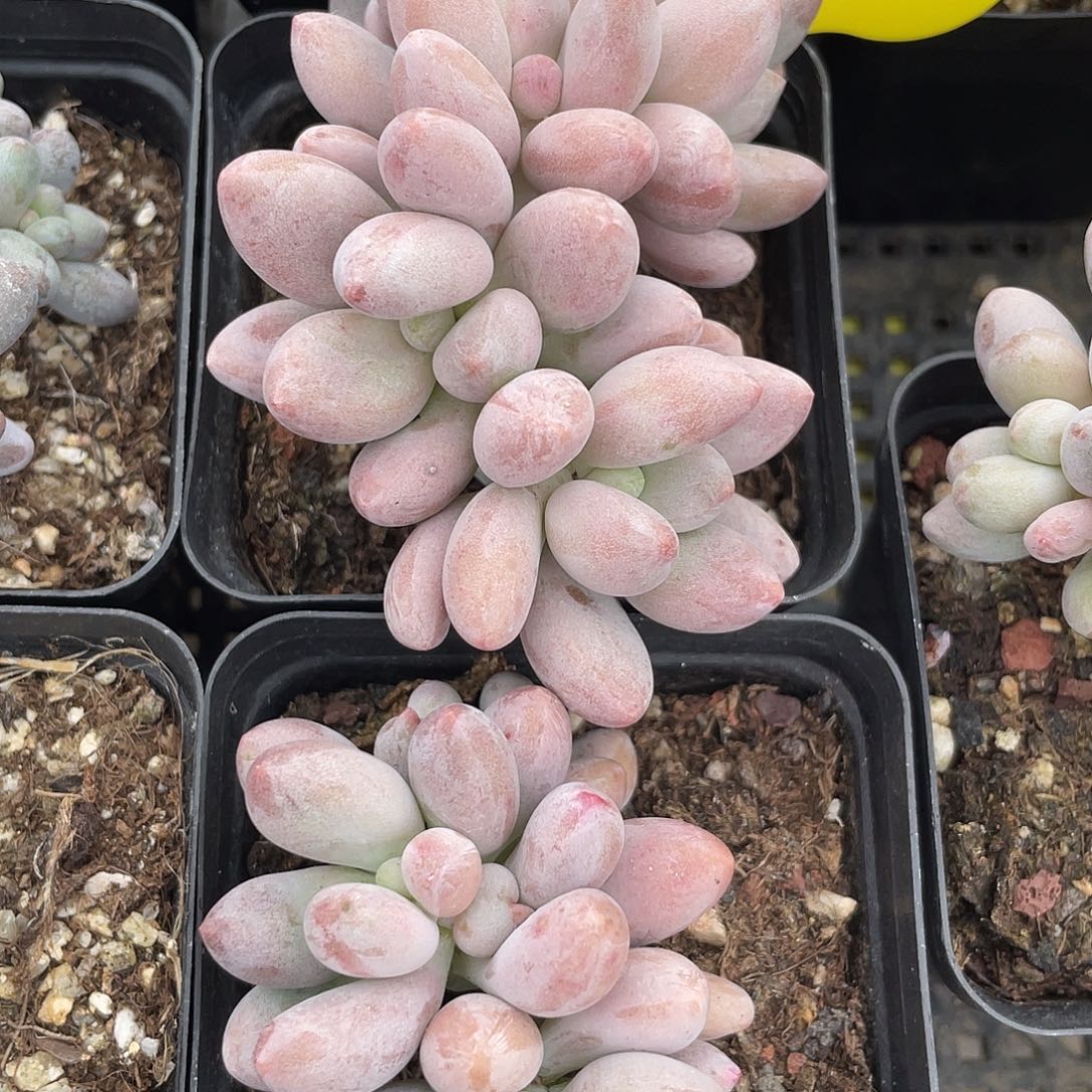 两盆橘子奶多肉植物136