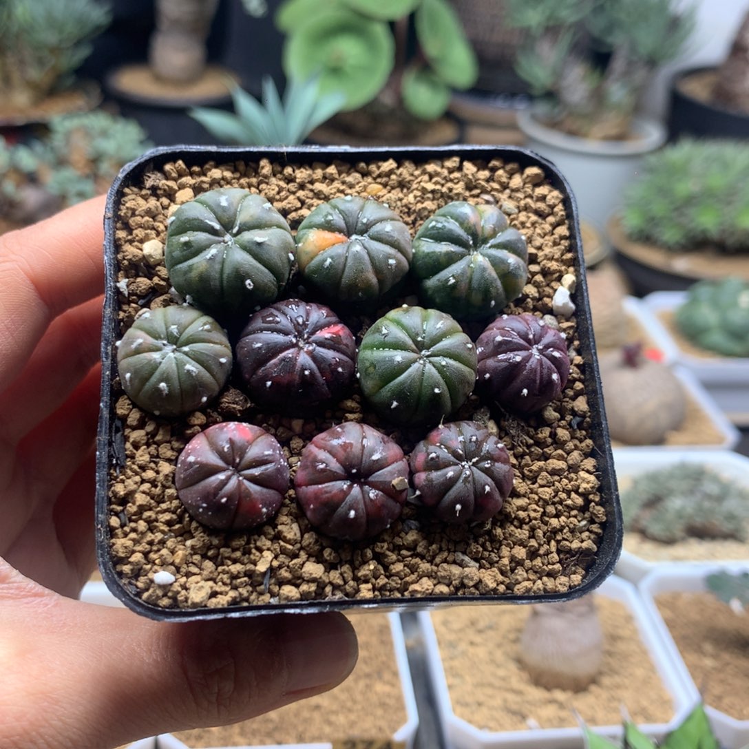 兜锦带盆多肉实生福利