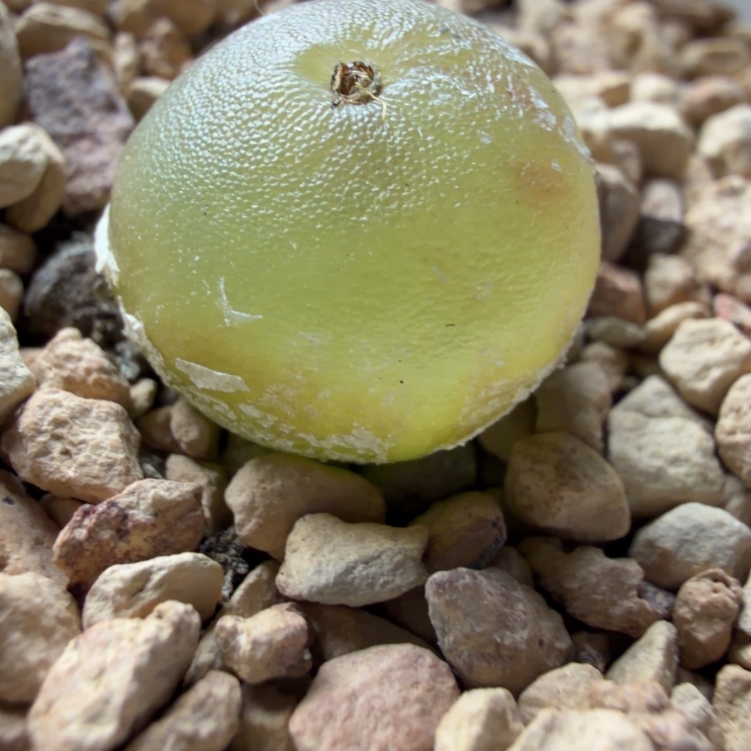 哈默母本灯泡574号