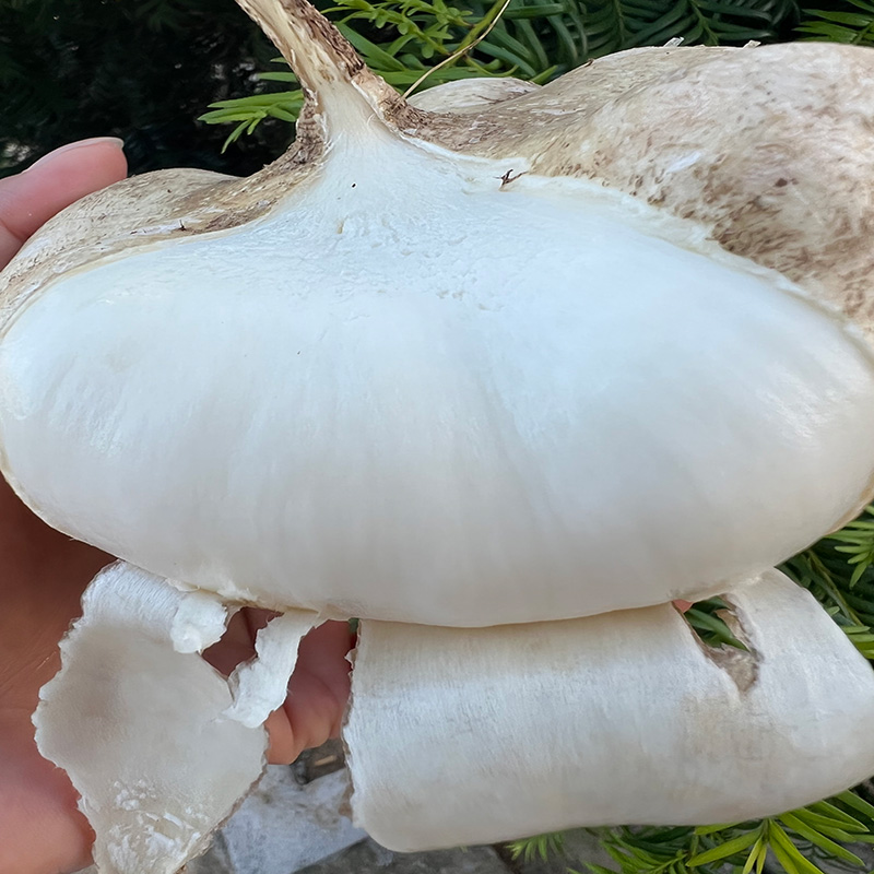  江西赣南本地白凉薯新鲜现挖凉薯当季蔬菜脆甜白地瓜多汁