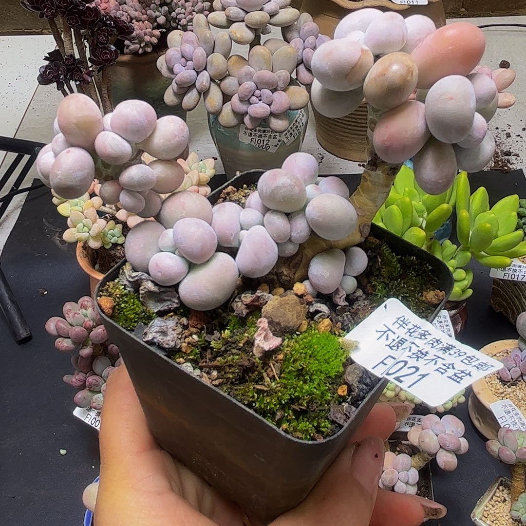 芭比奶酪021/8cm多肉