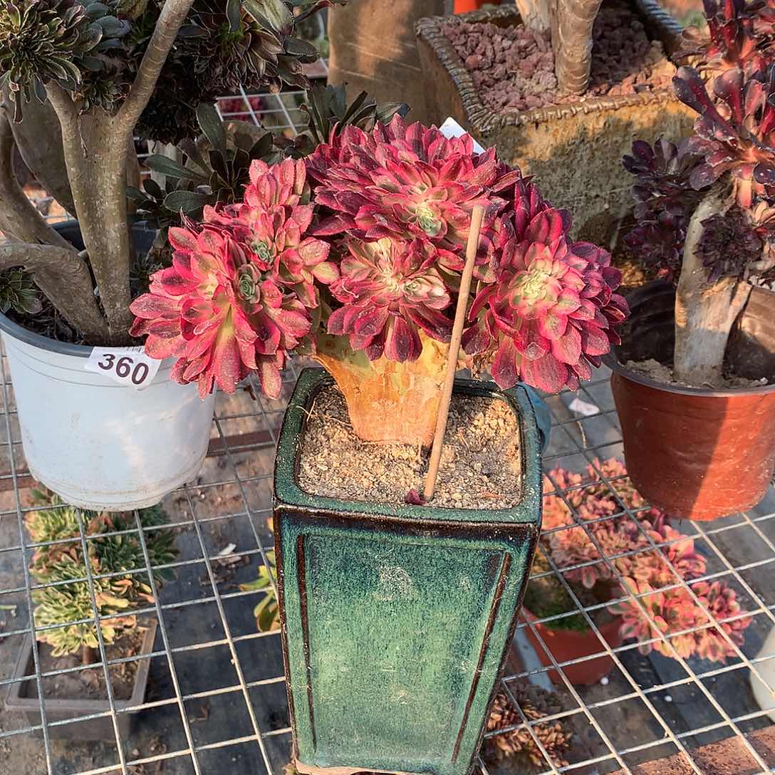 050倾城缀化破皮了