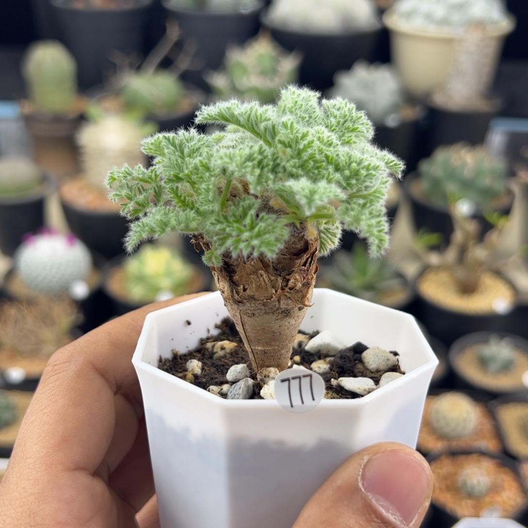 羽叶洋葵一物一拍777