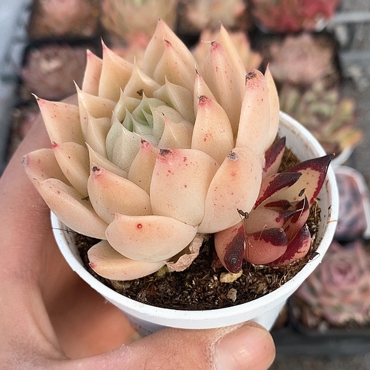 多肉植物一物一拍0198