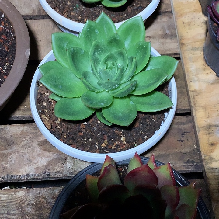 敬***生美肉特价活动开始了