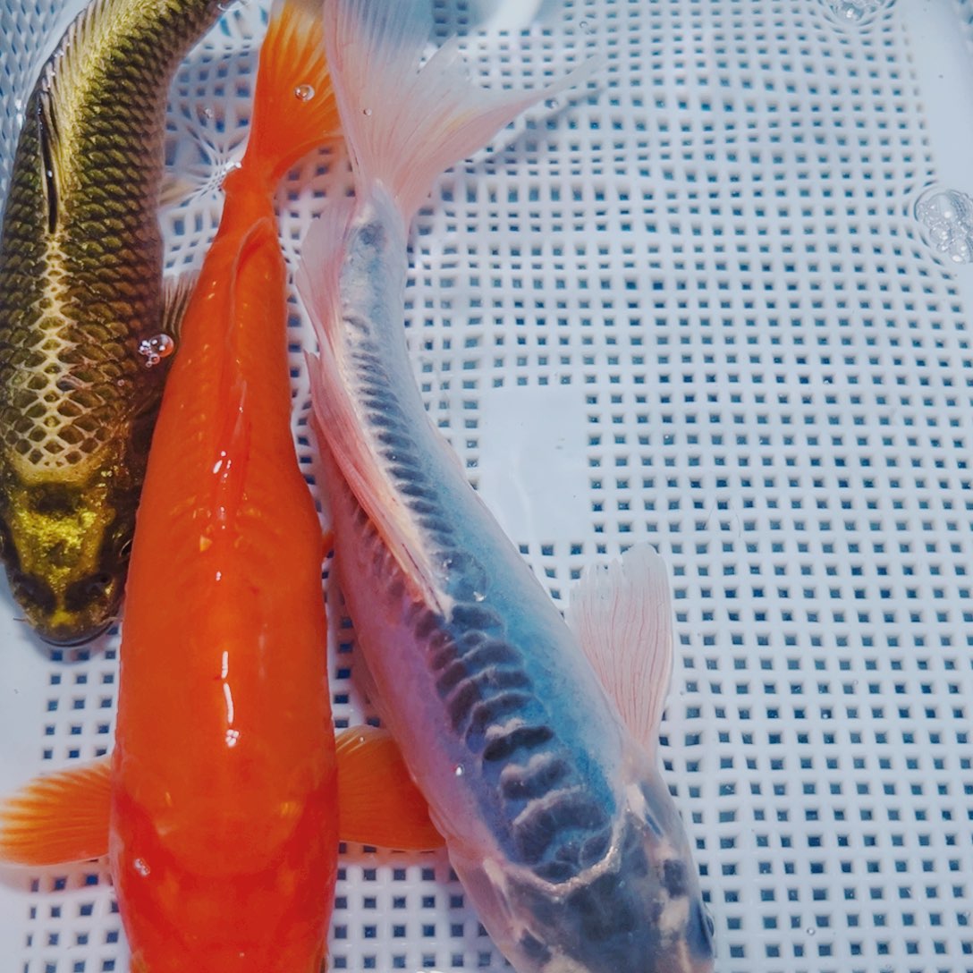 锦鲤锦鲤冷水观赏16-18 1古1蓝1介子