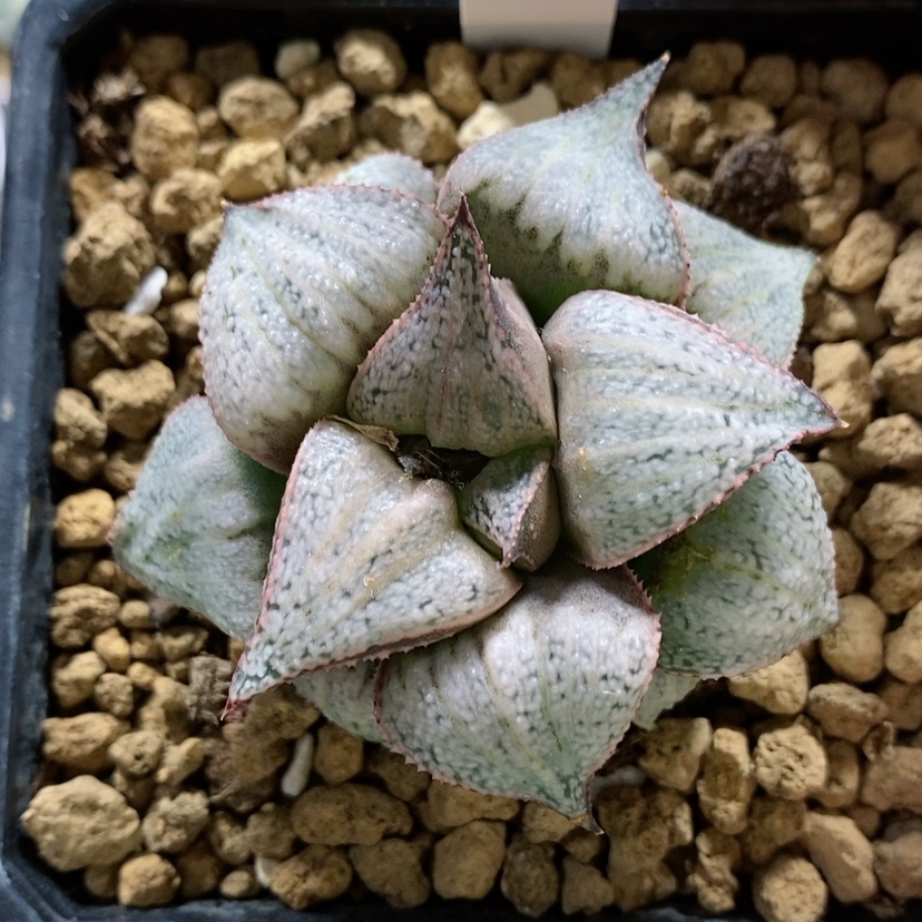 【闪购商品】4泰姬陵