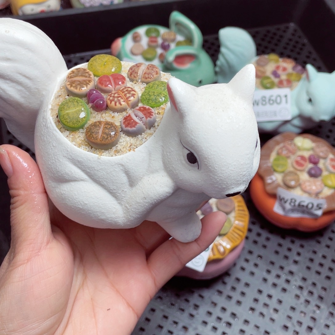 w 8607 -零下地区拍保温箱  -15支持寄养