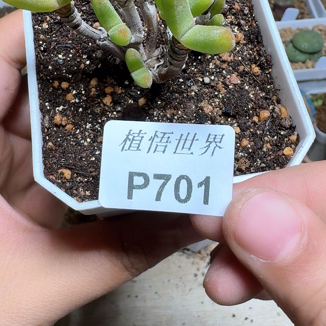 701盒多肉植物哇d g g