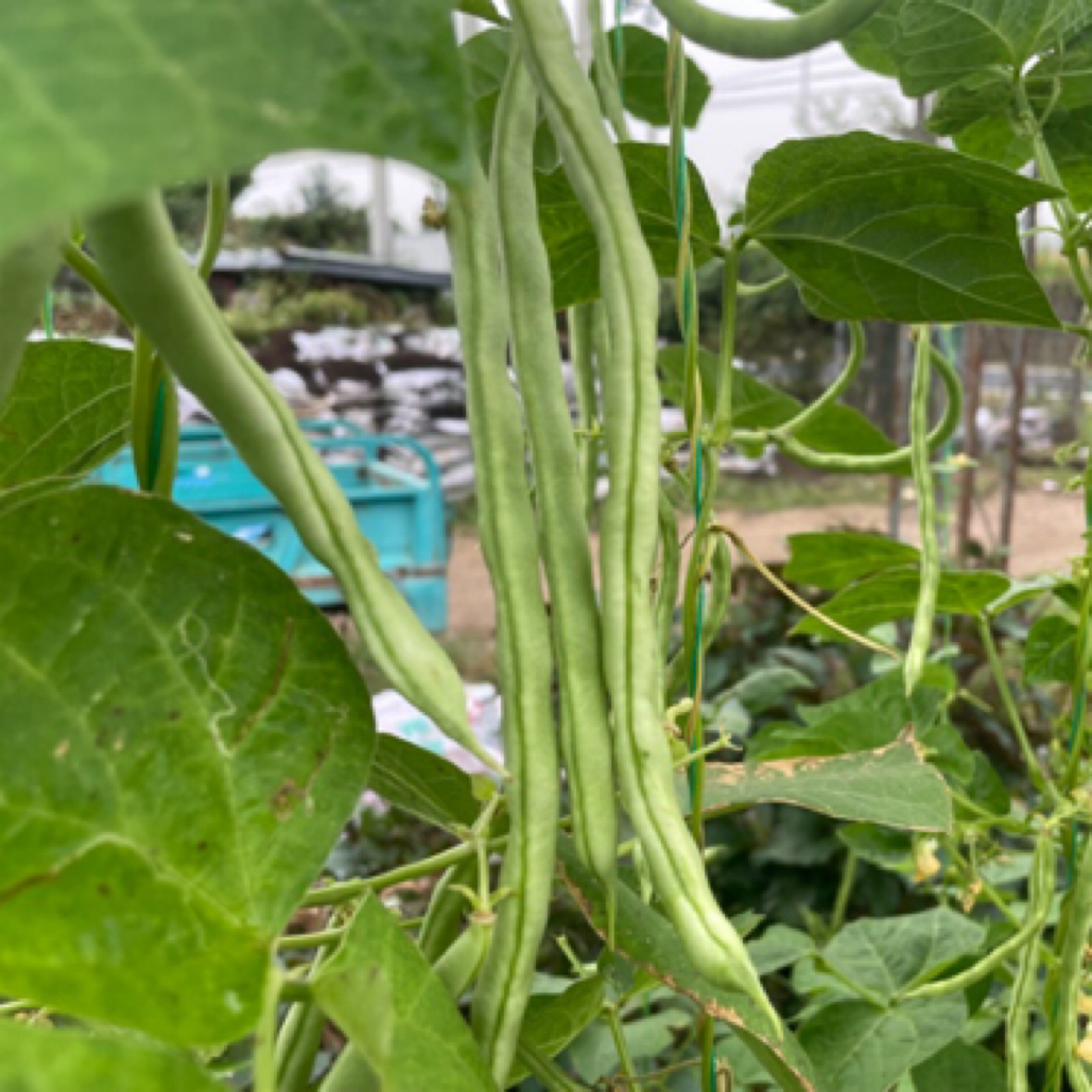 自家种植白豆角3斤（29.9）元包邮到家新鲜