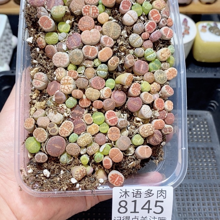 小***³带盆土植物 精美盆栽8145