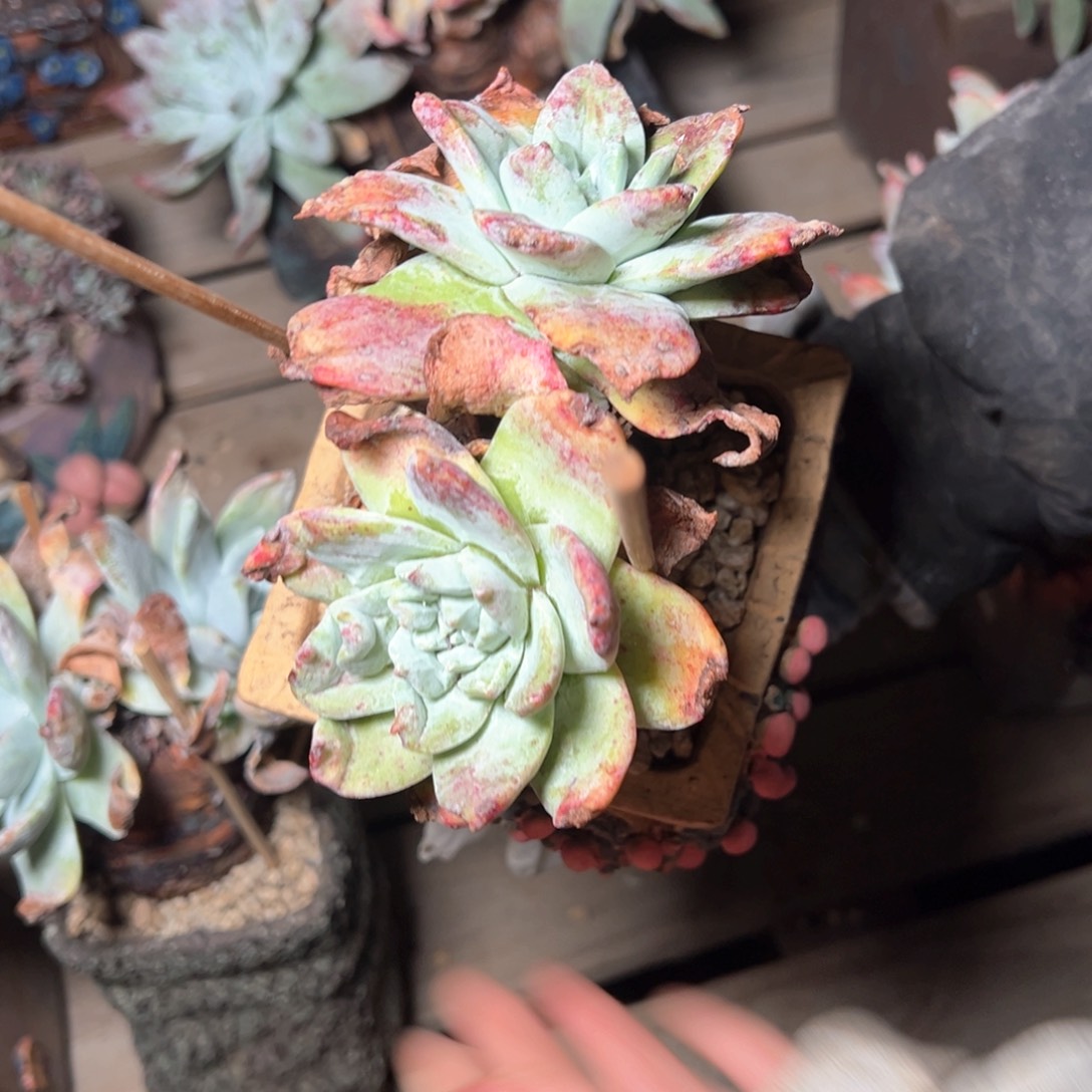 7364哈哈哈哈哈哈哈哈哈