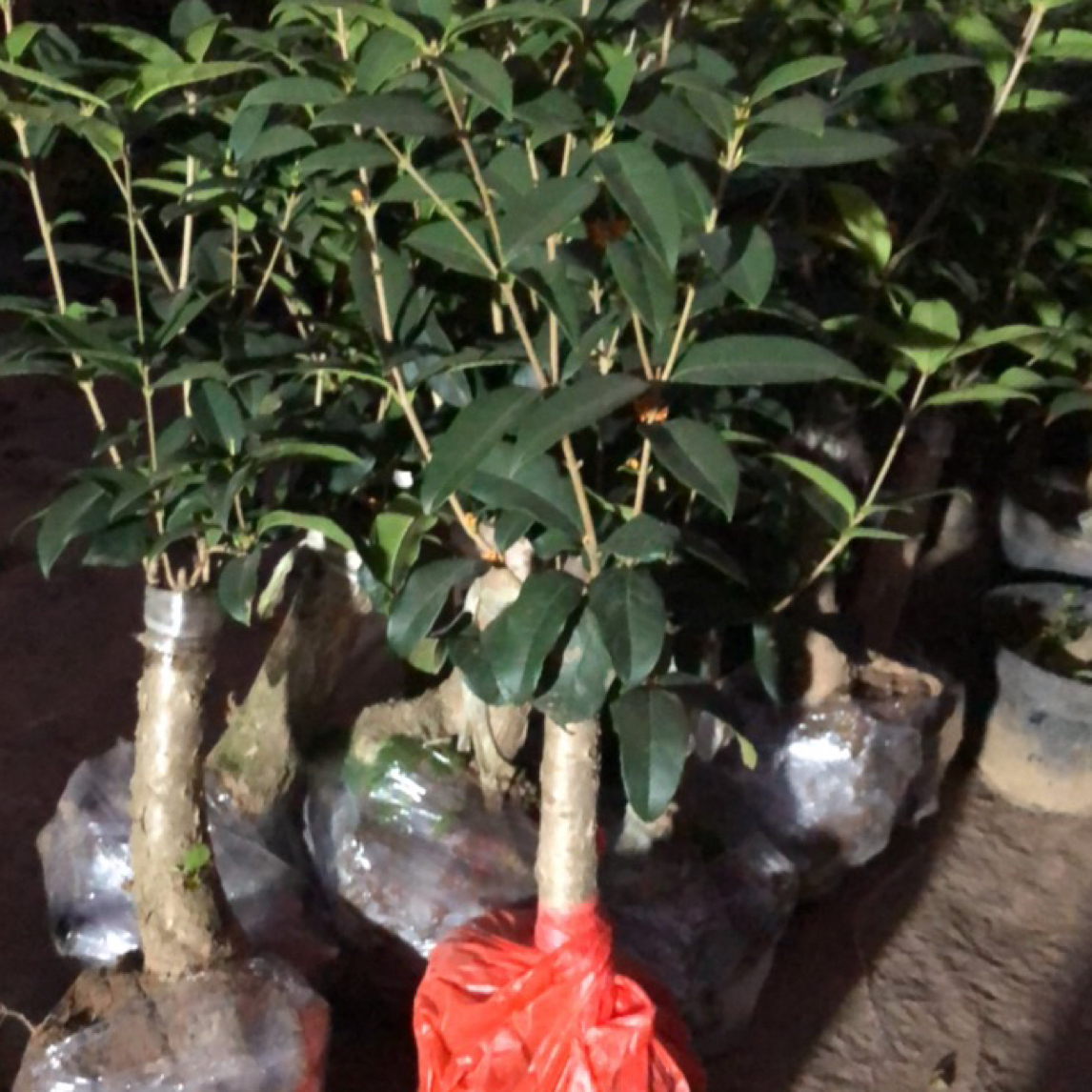 一物一拍专用链接四季桂花盆栽带花苞浓香型金桂树苗室内外