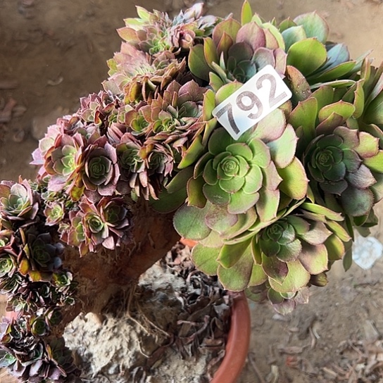 嫦***姐多肉植物一个微瑕792