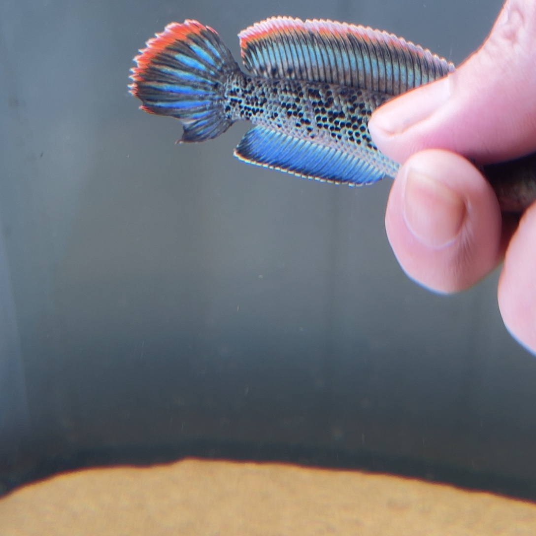 雷龙鱼66666666666