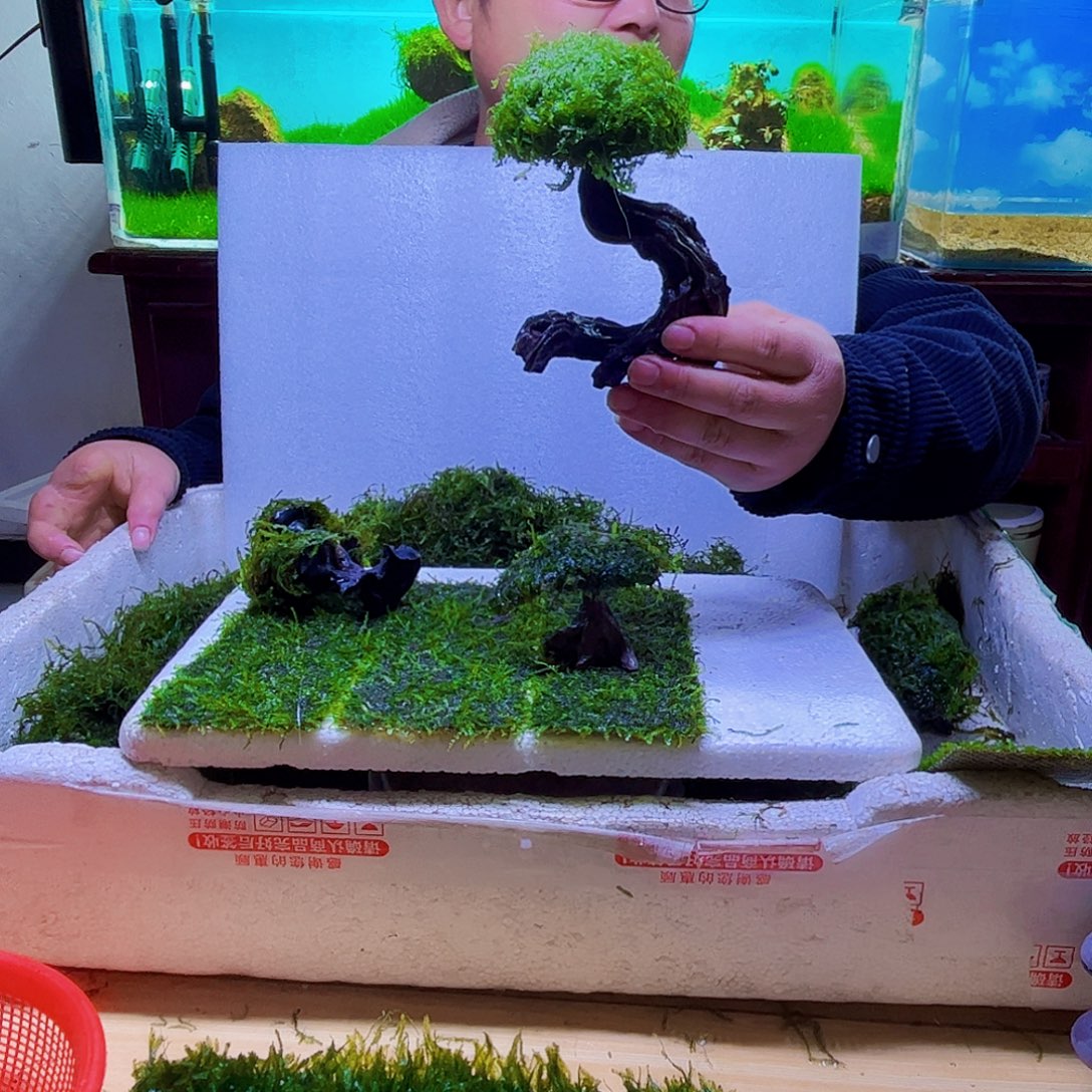 成品莫斯树带水草