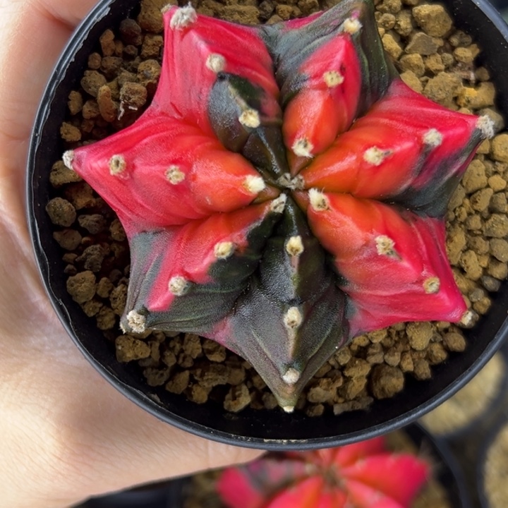 泰国米哈仙人球12