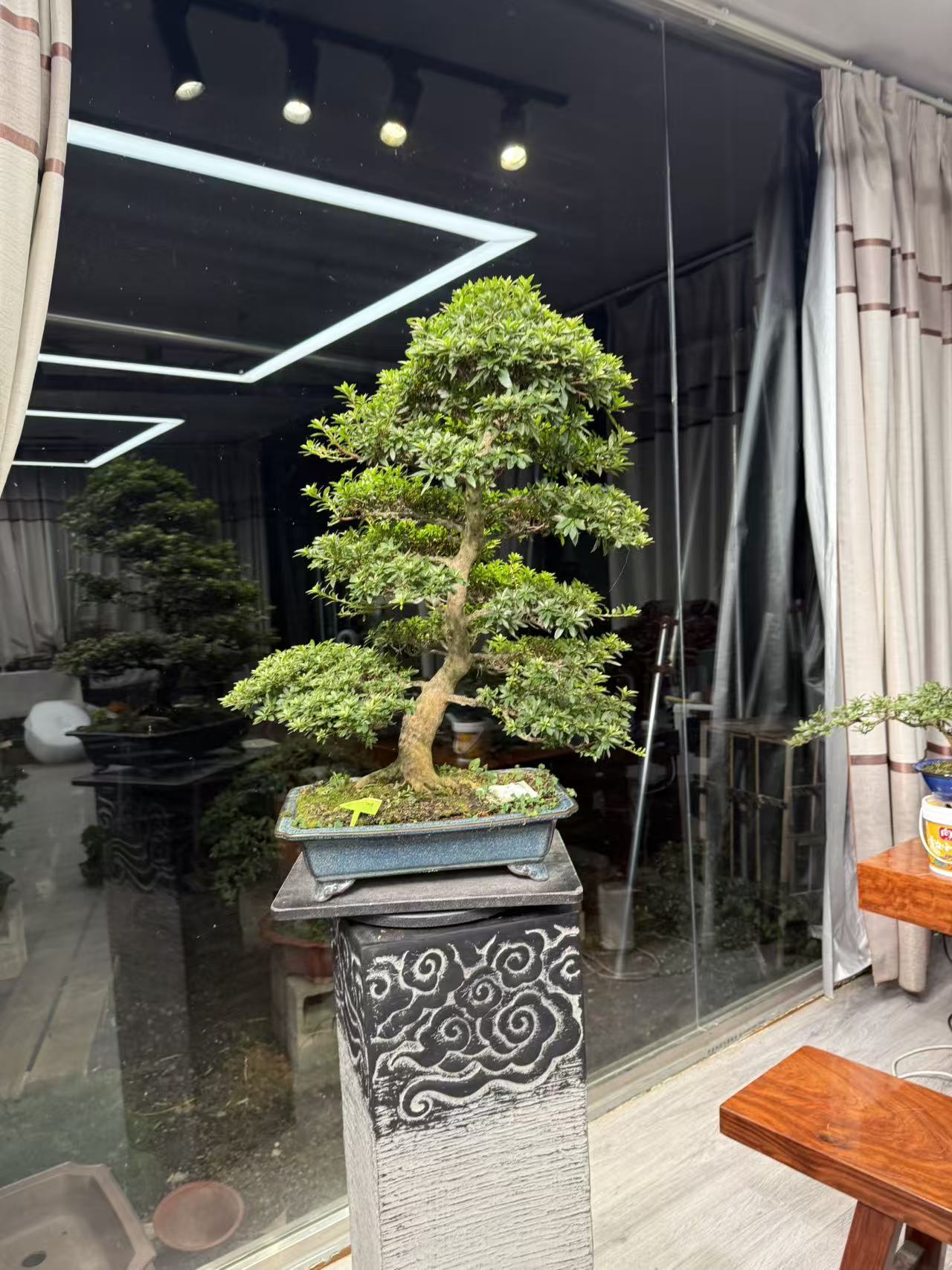 皋月杜鹃精品盆景