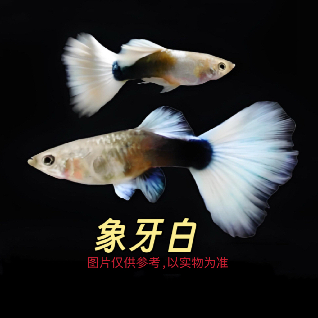 精品孔雀象牙白观赏鱼活体好养耐活适合繁殖