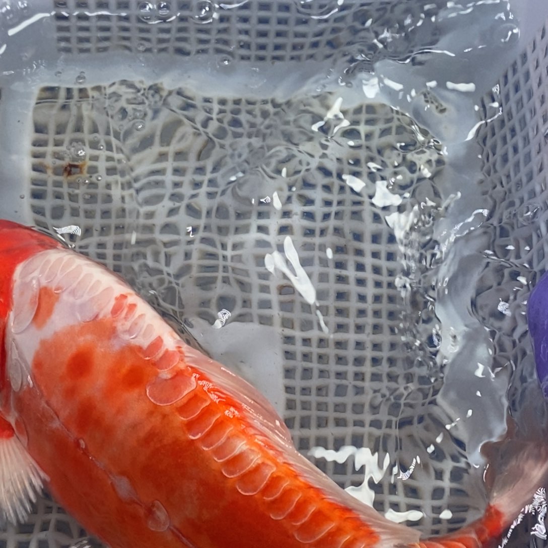 锦鲤冷水锦鲤包邮