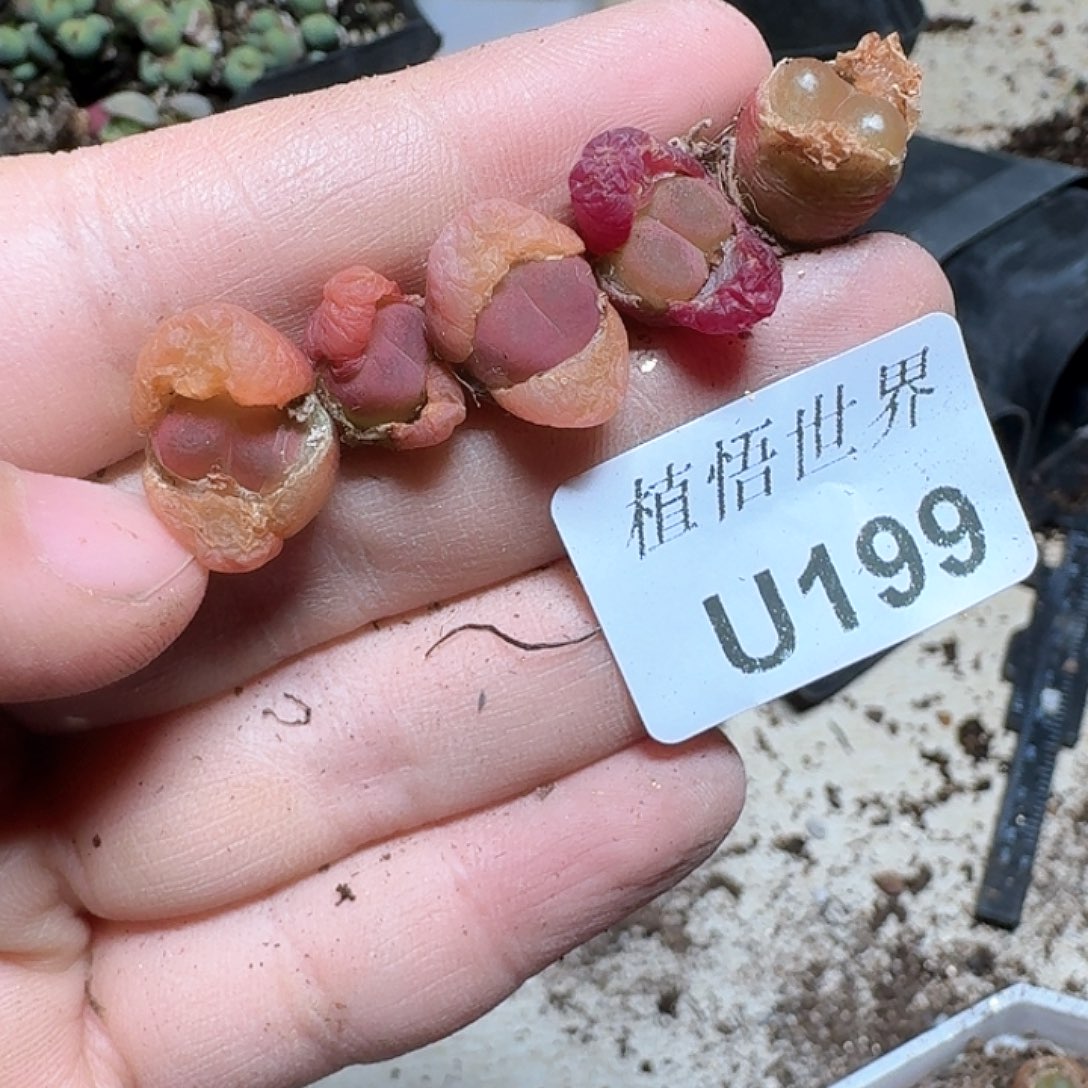 199盒多肉植物哇c g