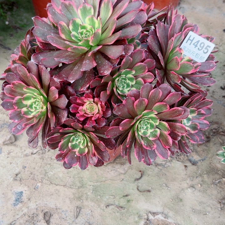 495黑金刚多肉植物的