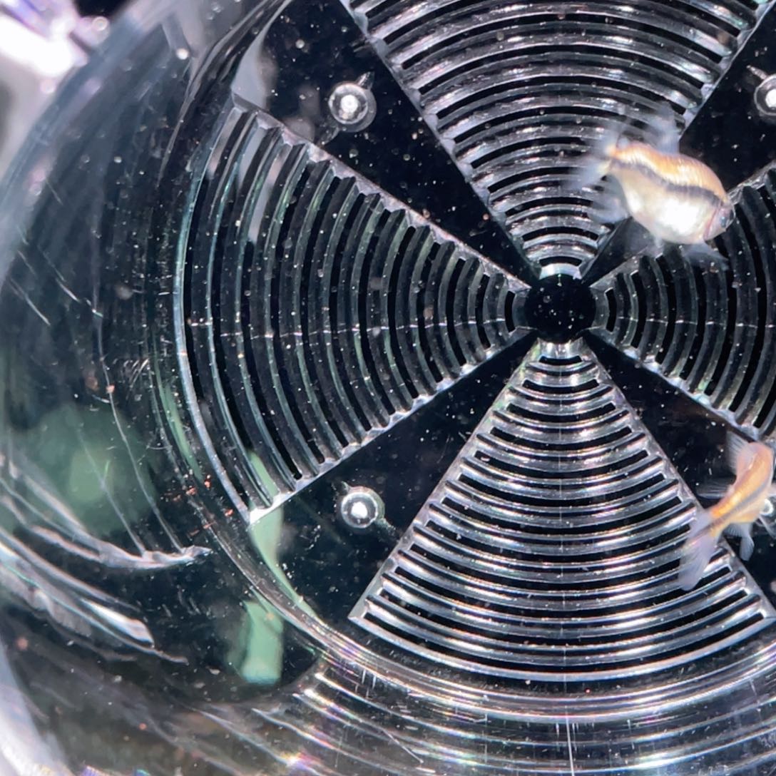 海水鱼2条白金蓝眼绿线