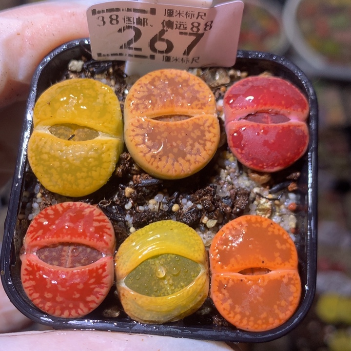 Sss精品生石花267