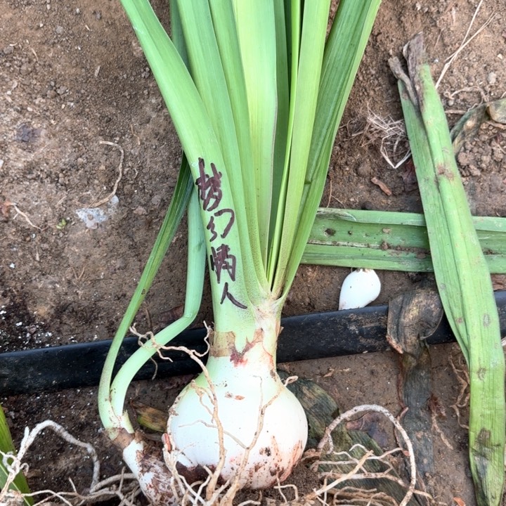 无花朵梦幻情人包对版