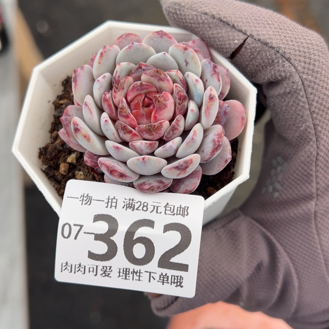 白衣圣代多肉多肉多肉多肉多肉