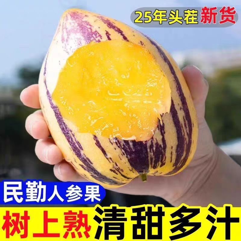 甘肃民勤沙漠人参果水果黄肉黄皮果树上熟新鲜清甜当季水果