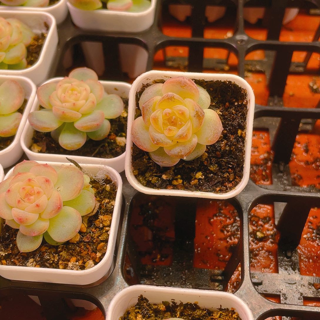 货****董T109单头盆一个满25包邮