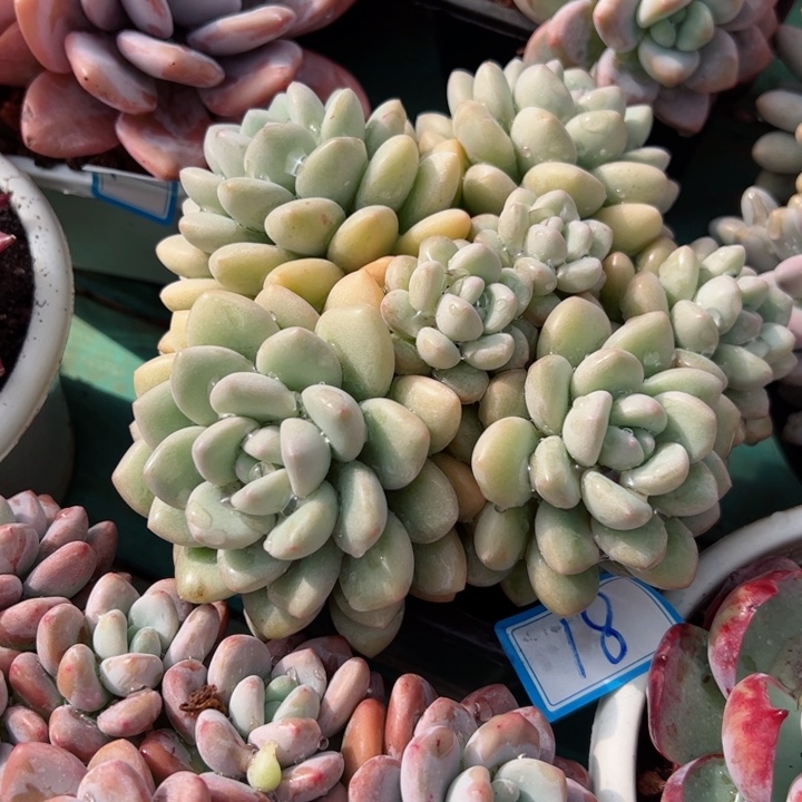 18泡泡平平安安健健康康