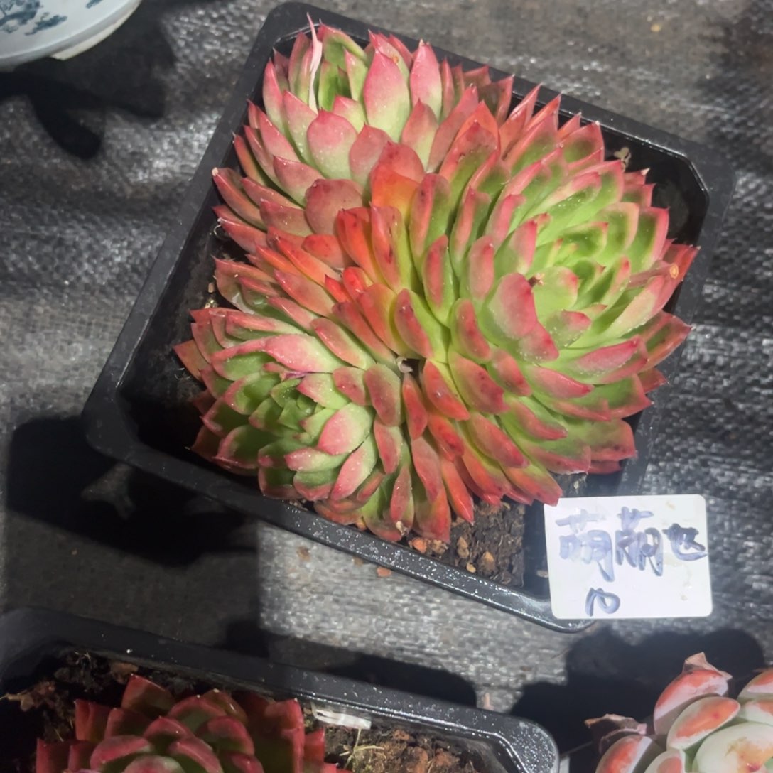 萌*哒红东云多肉植物