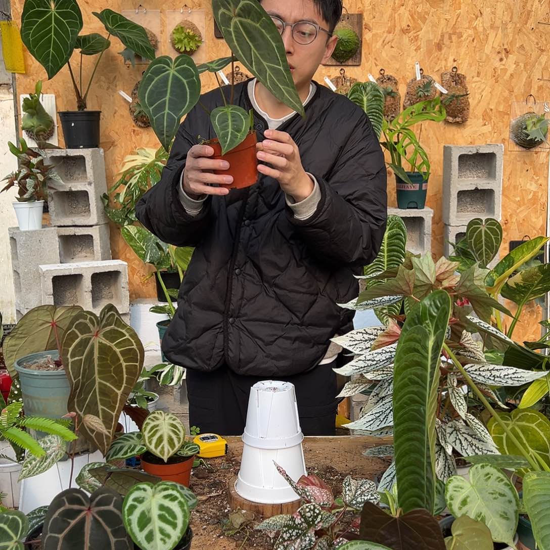 完全开放B15老桩花烛