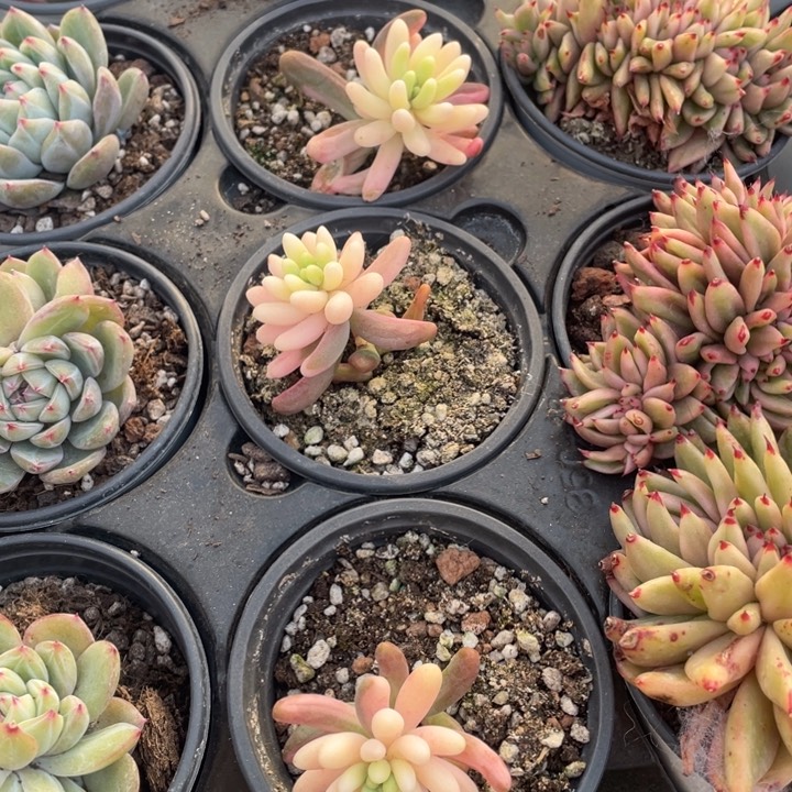 果冻乙女心锦18.8一盆88888