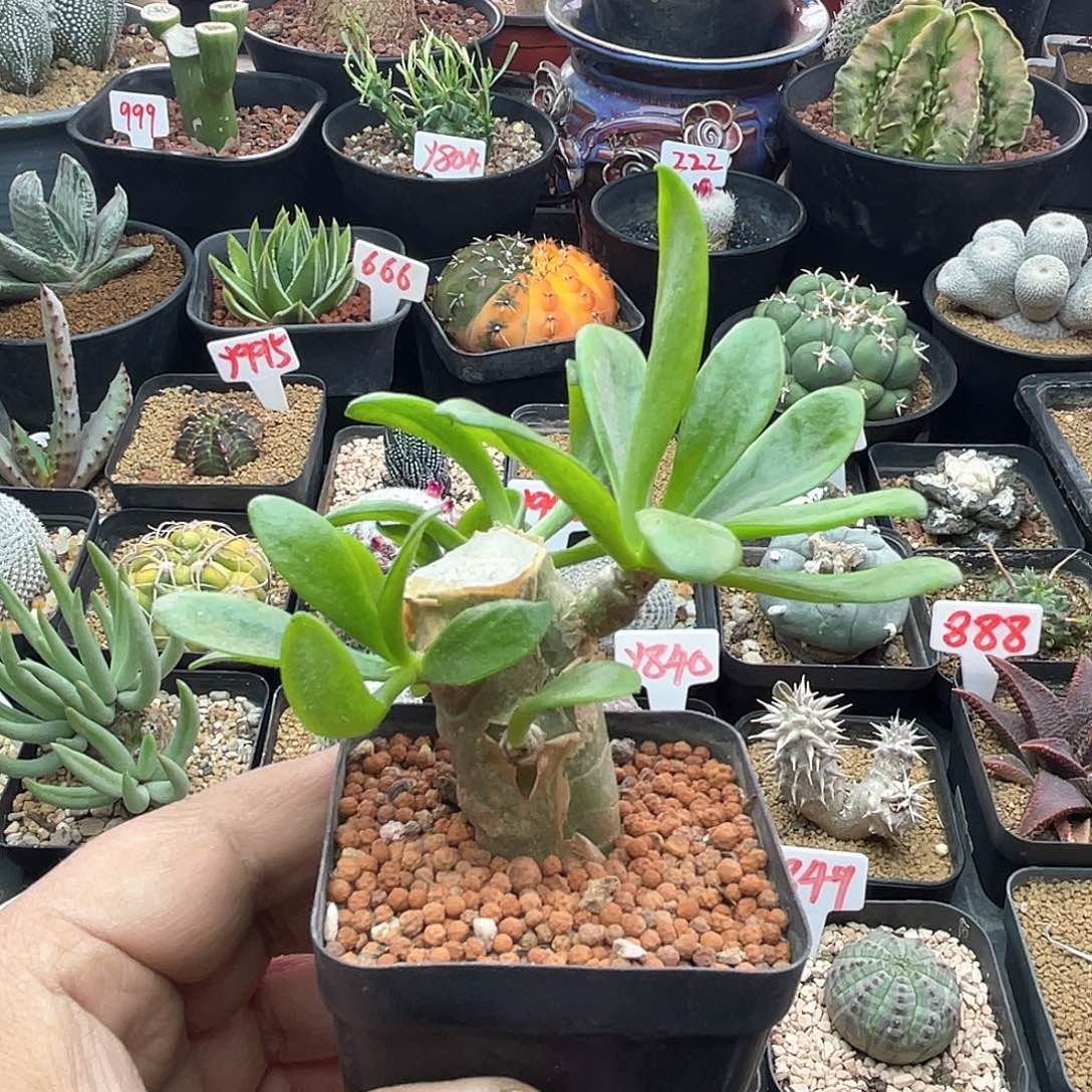 阿房宫 致远多肉