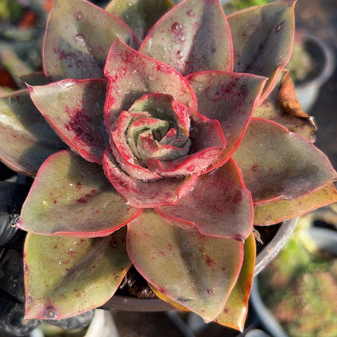 多肉植物大河之舞