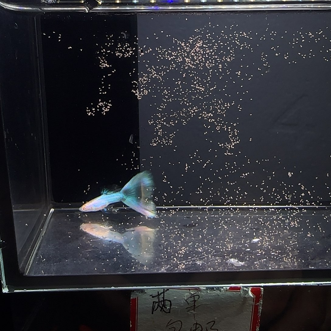 孔雀鱼极光幻彩一对