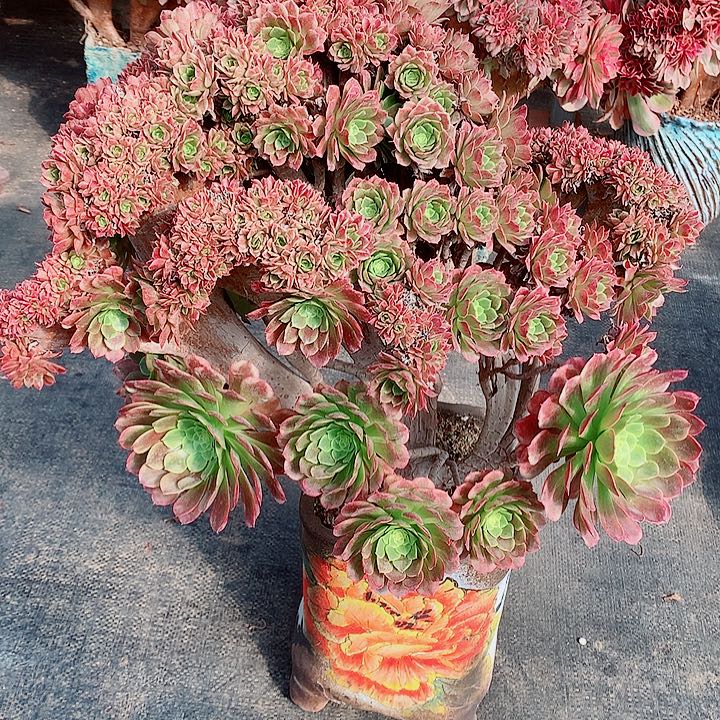 爱丽丝朵朵脱土发货啊