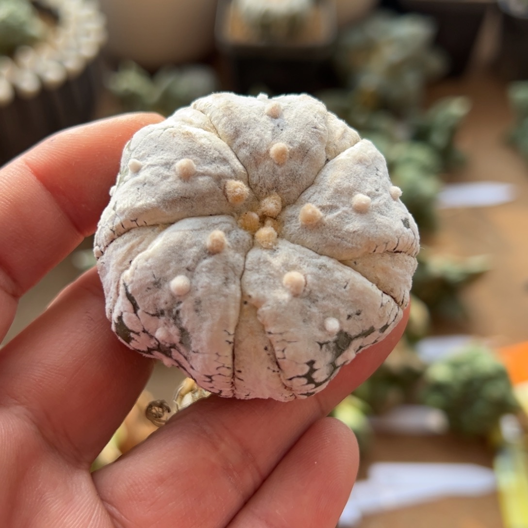 无花朵实生5瓣腹棱浓白超兜5.3cm