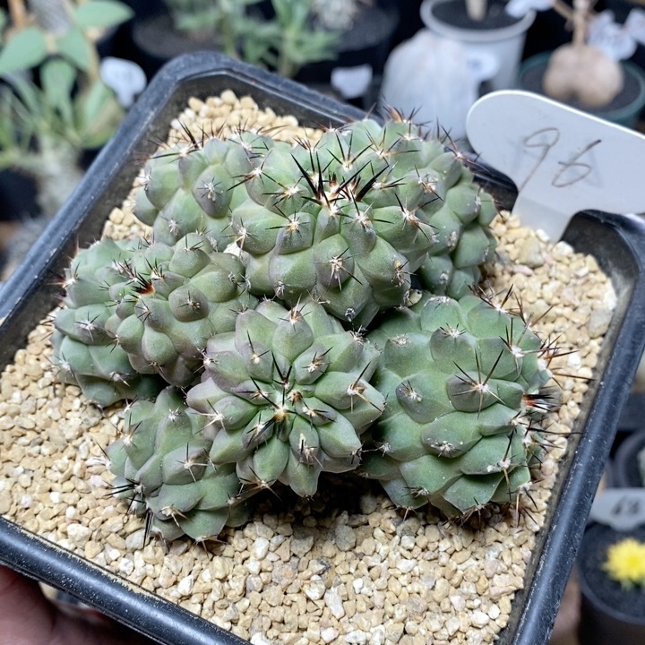 96号群生妖鬼玉11cm